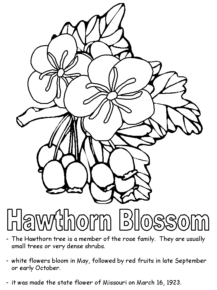 Hawthorn Blossom coloring page