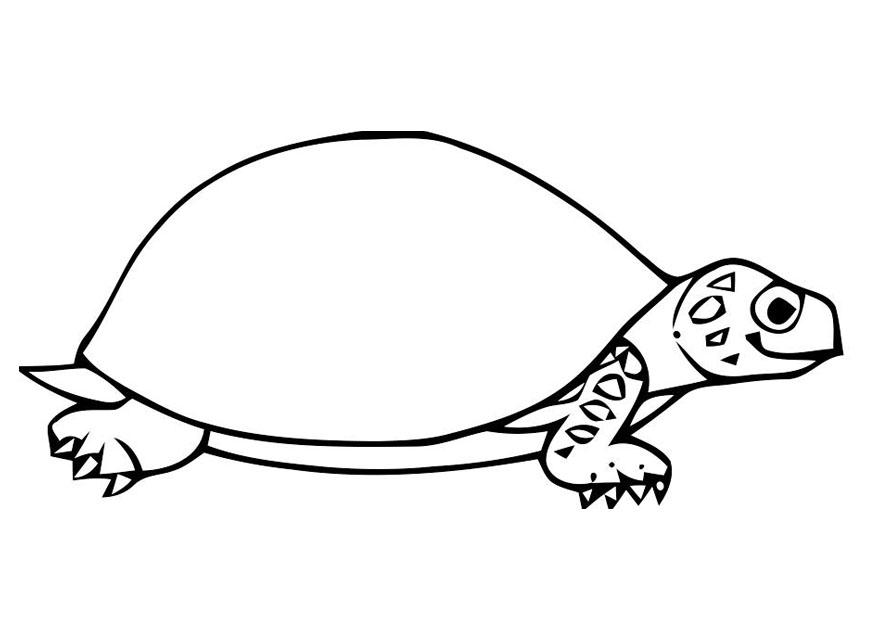 Coloring page tortoise - img 19616.
