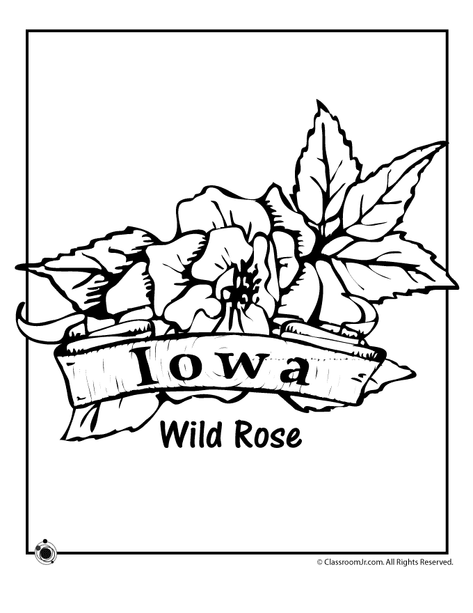 Iowa State Flower Coloring Page | Classroom Jr.