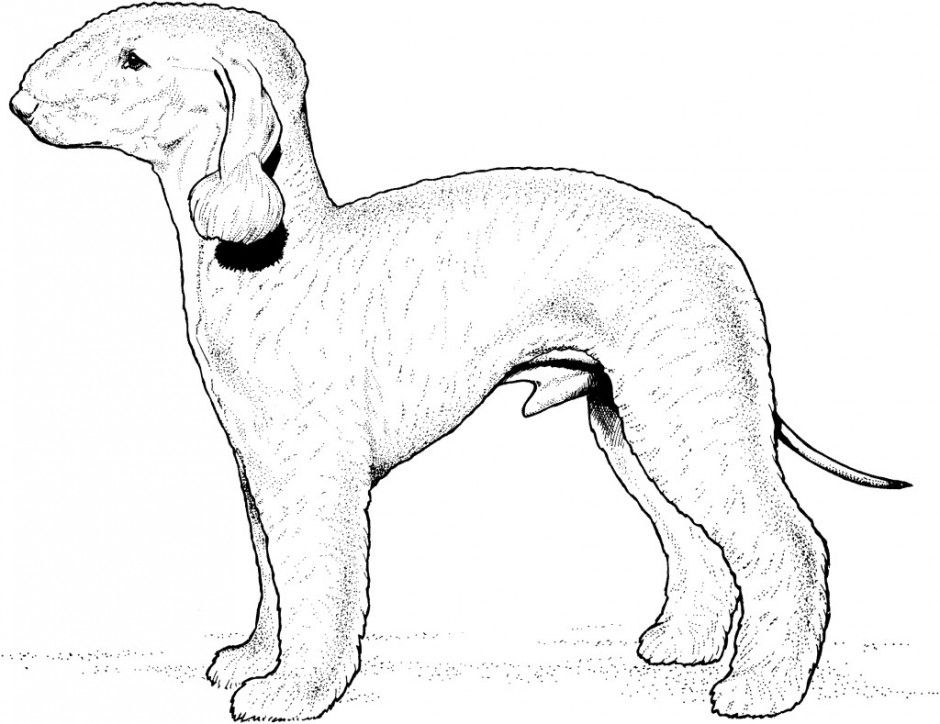Dog Breed Coloring Pages Images Kb Courtesy Id 43737 276681 Dog 