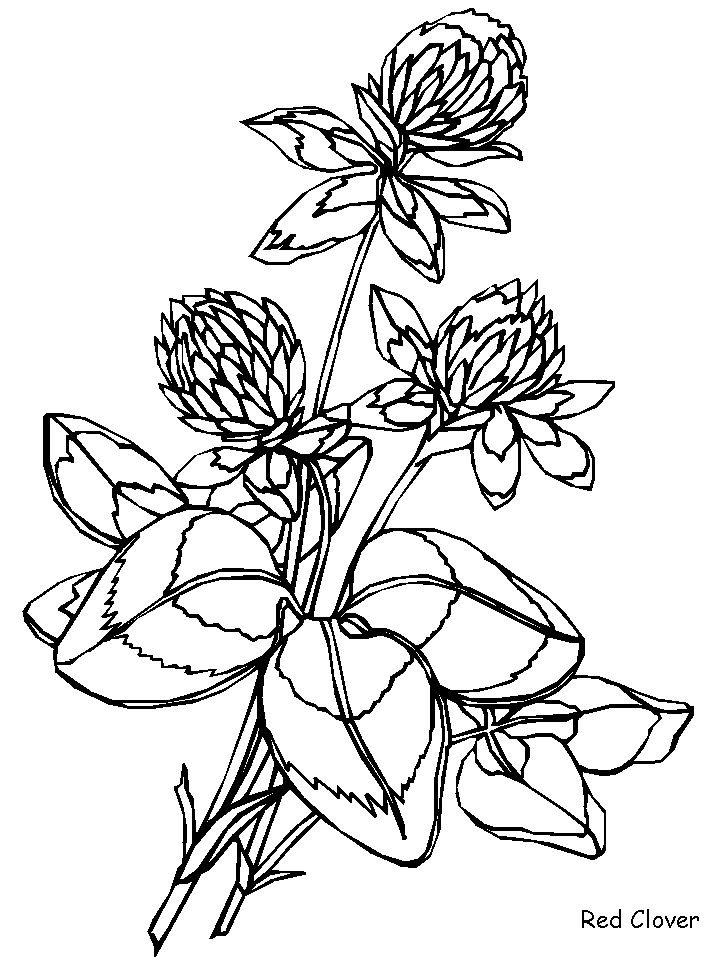Redclover Flowers Coloring Pages & Coloring Book
