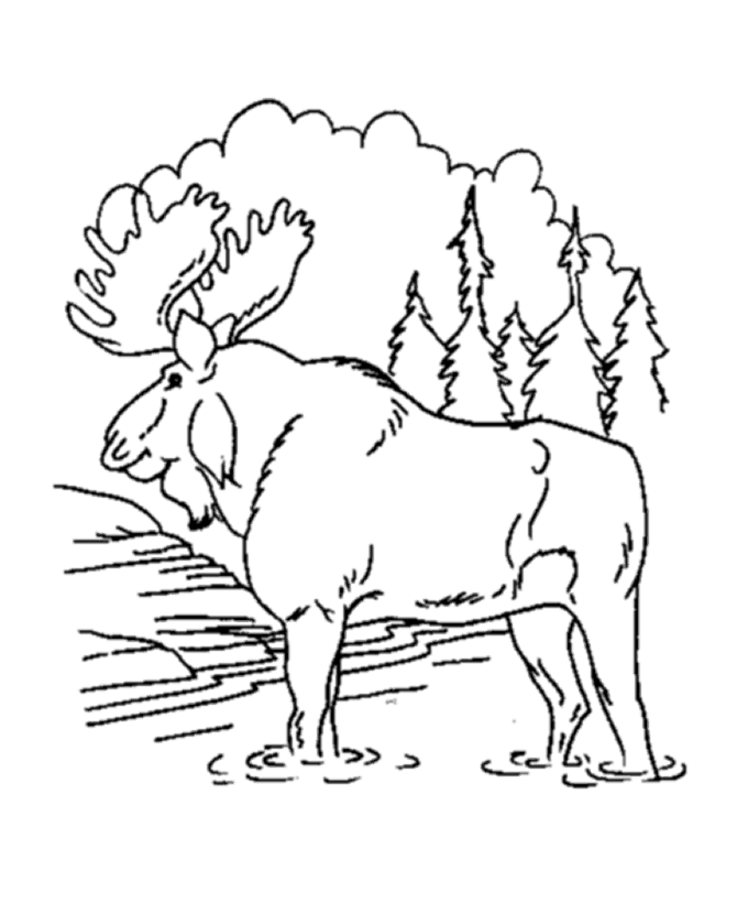 coloring-pages-wild-animals-77.jpg
