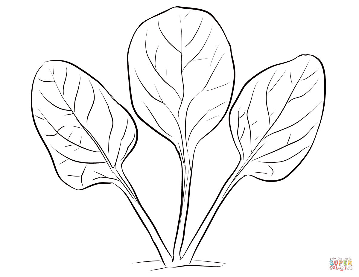 Spinach Leaves coloring page | Free Printable Coloring Pages