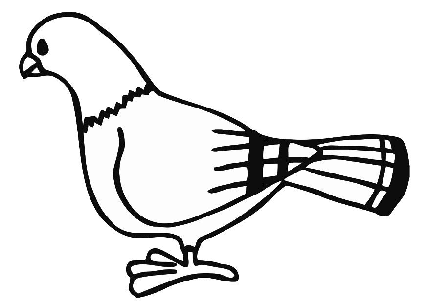Cute Coloring Pages Of Pigeon - Coloring Home