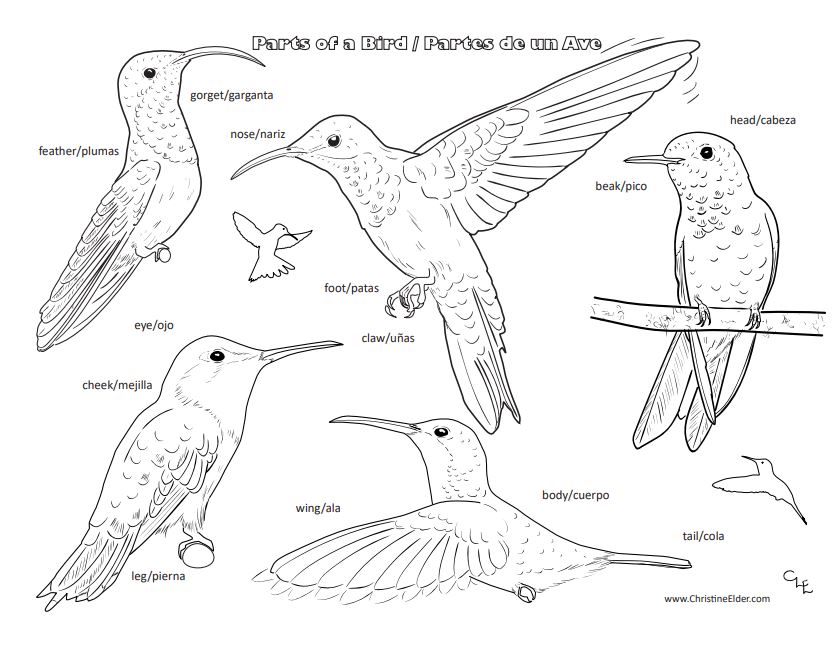 Bird Coloring Pages for Kids -