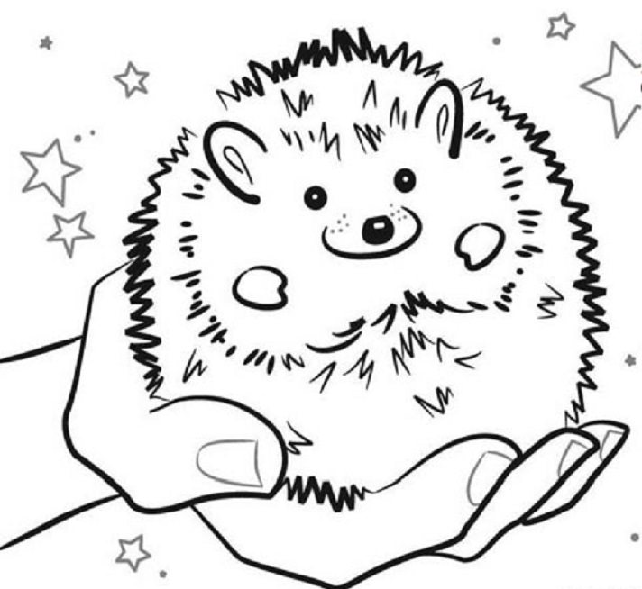Hedgehog Coloring Pages - Best Coloring Pages For Kids