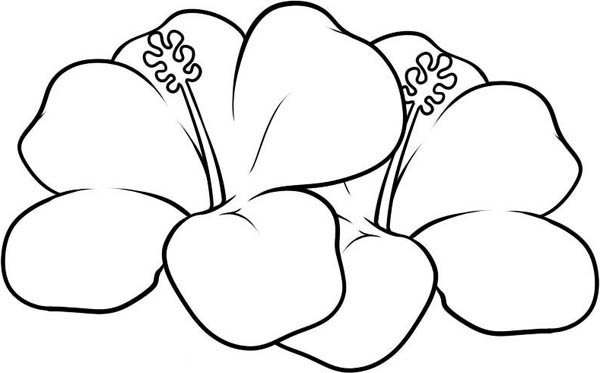 Hawaii Flower Coloring Page - Get Coloring Pages
