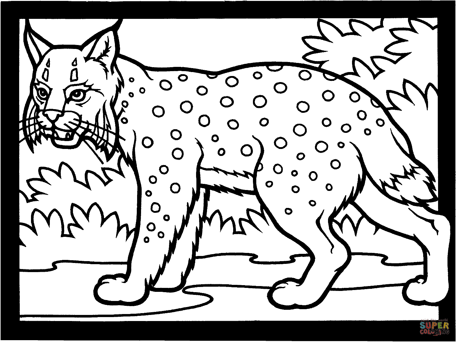 Canada Lynx Coloring Page   Coloring Home