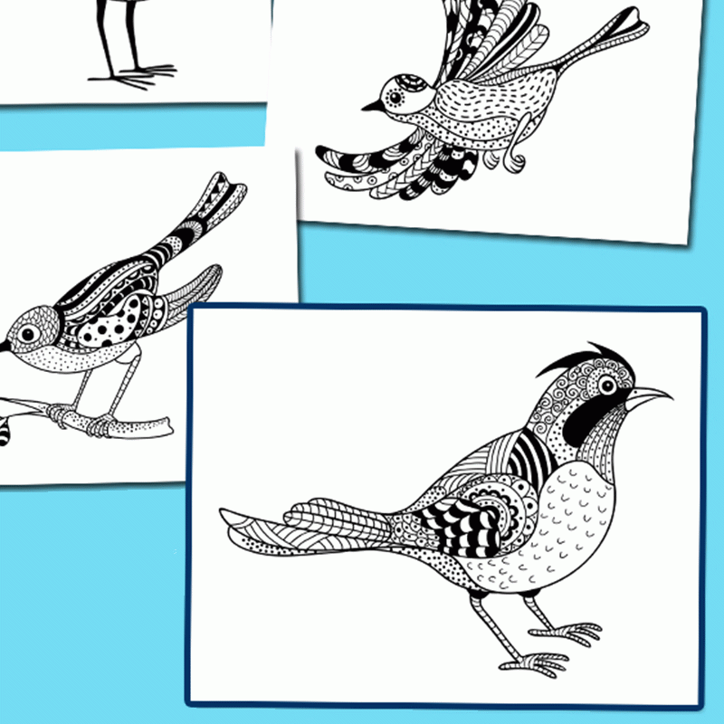 Bird Coloring Pages and All About Birds for Kids