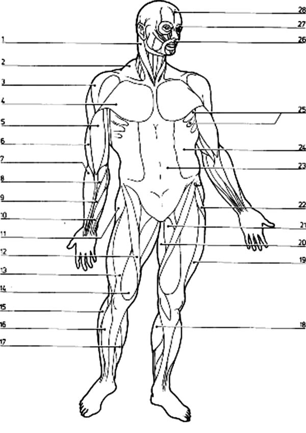 Muscular System Coloring Pages Coloring Home