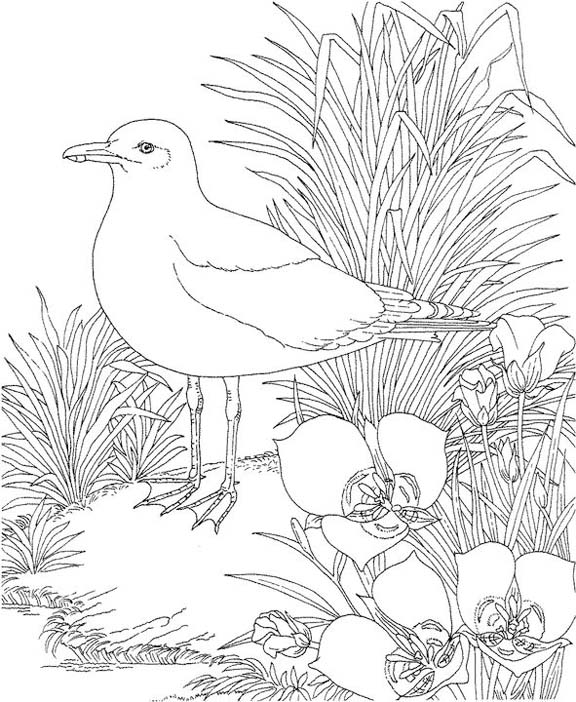 Utah Common American Gull Coloring Page | Purple Kitty