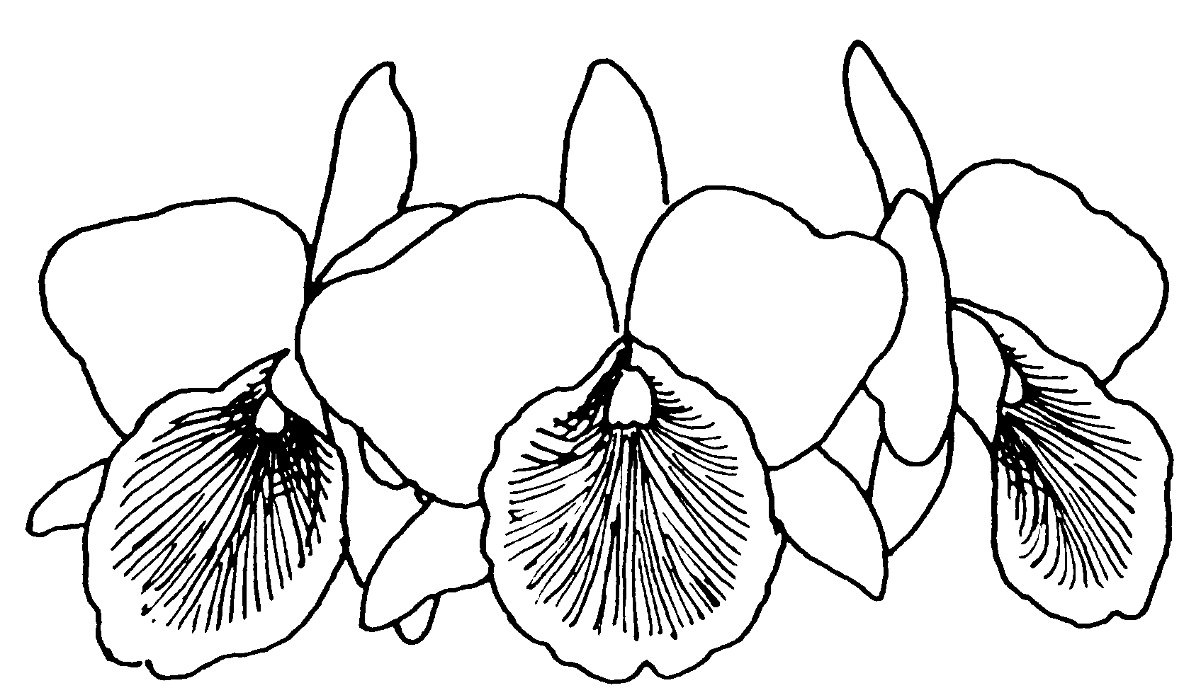 Orchid Drawing Outline At Free For Coloring Home