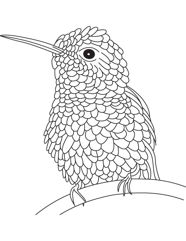 Lazy hummingbird coloring pages, Kids Coloring pages, Free 