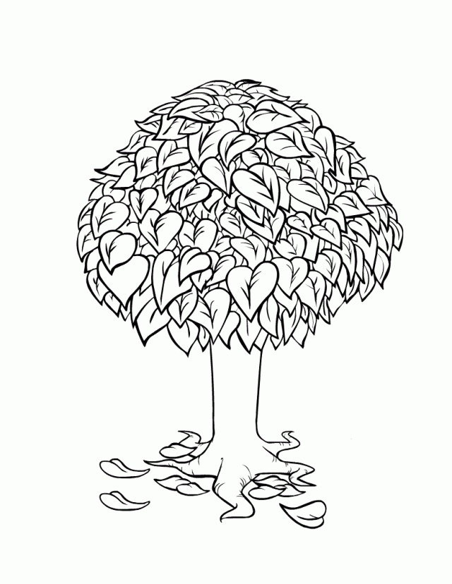Tree Coloring Page 182190 Pecan Tree Coloring Page
