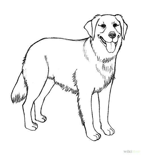 Realistic Golden Retriever Coloring Pages Photo - Happy Dog Heaven