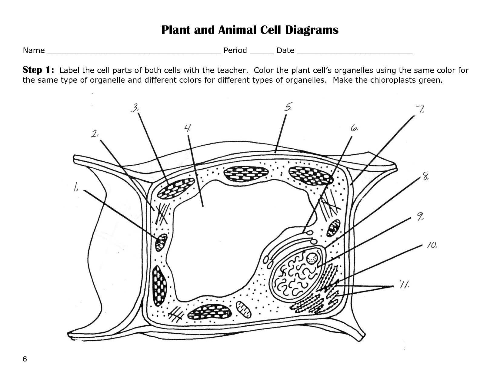 Animal Cell Blank Animal Cell Coloring Packet Animal Cell Coloring ...
