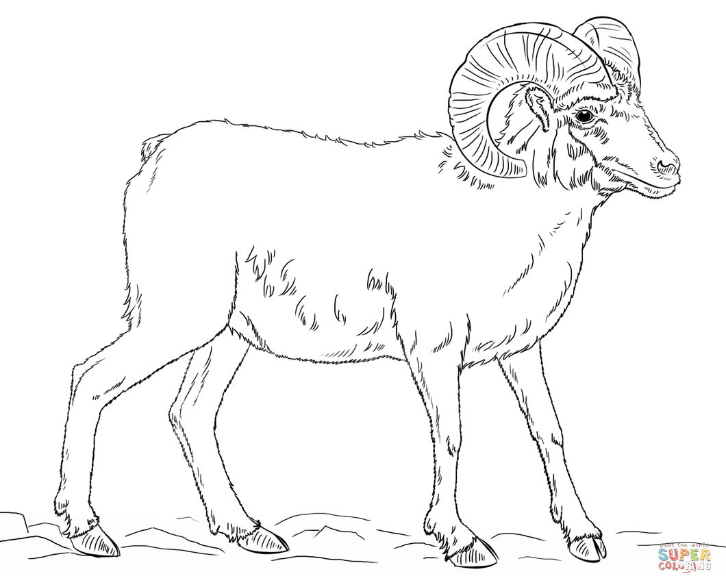 Desert bighorn sheep coloring page | Free Printable Coloring Pages