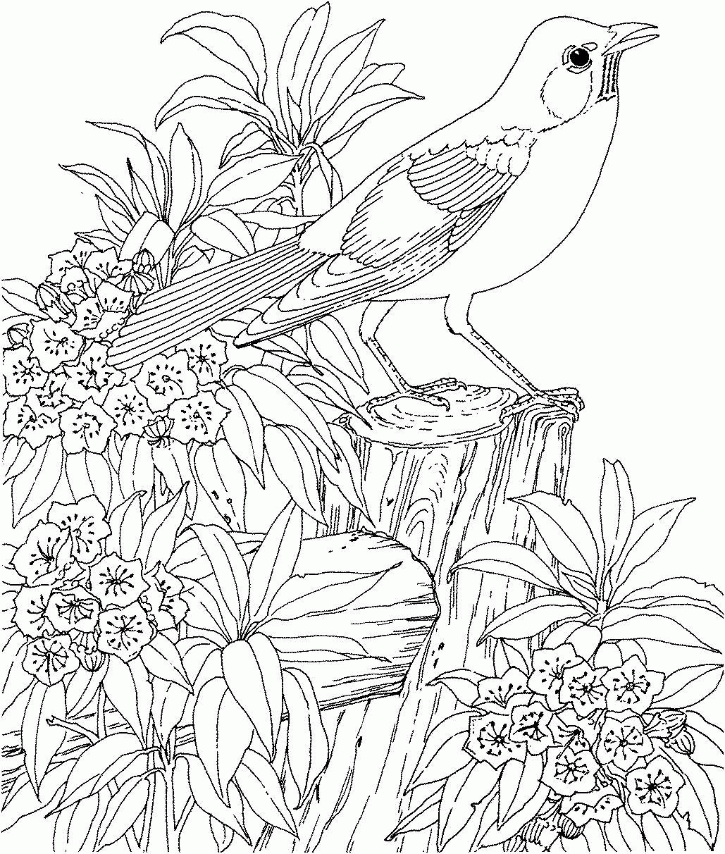 Adult Birds Coloring Pages - Coloring Pages For All Ages