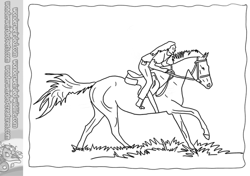 Free Horse Picture to Color, Echo's Free Horse Coloring Pages to ...