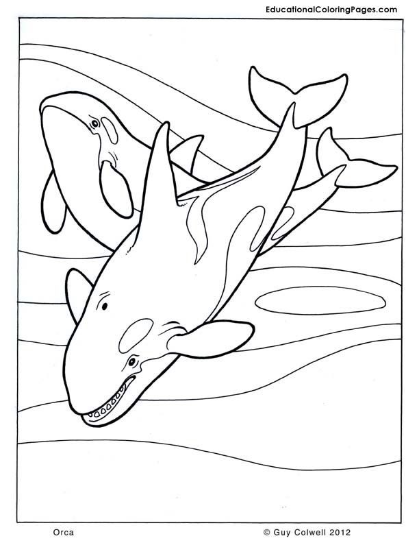 Orca coloring | Animal Coloring Pages for Kids