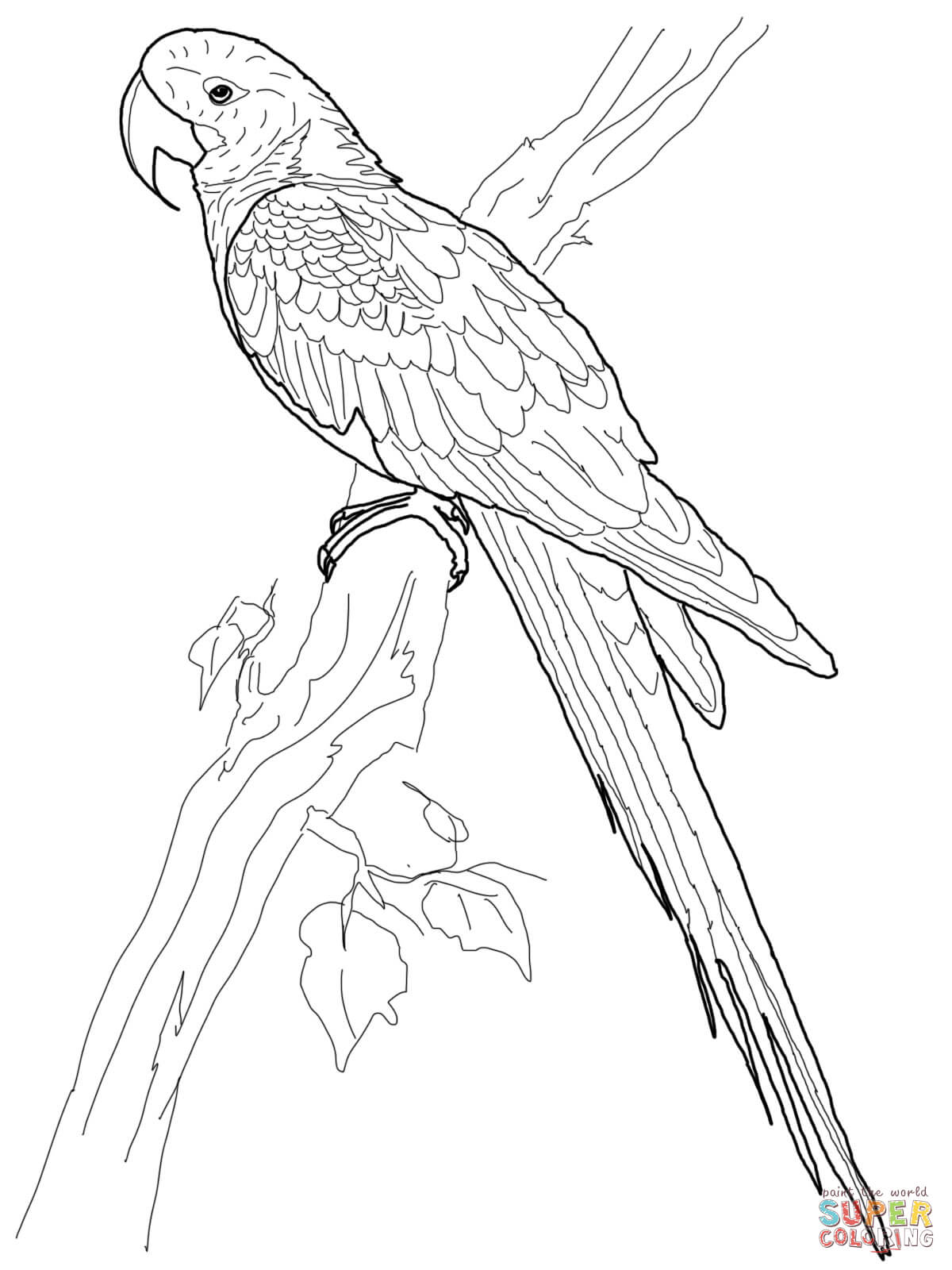 Hyacinth Macaw coloring page | Free Printable Coloring Pages