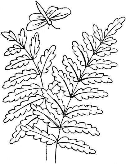 3 fern leaves | Tree coloring page, Coloring pages, Train coloring pages