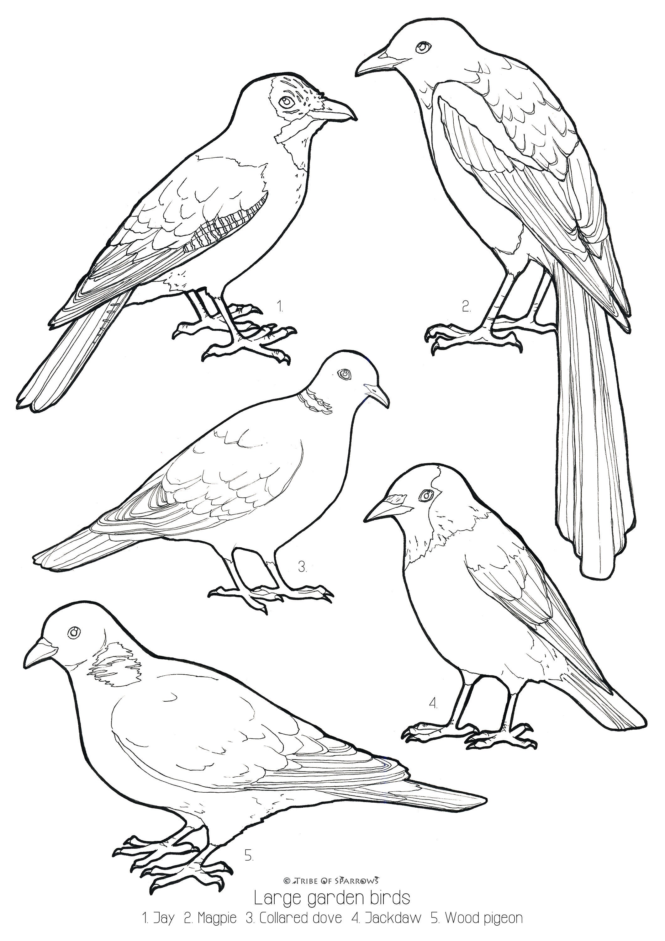 Large Garden Birds UK Colouring Page digital Download Print - Etsy