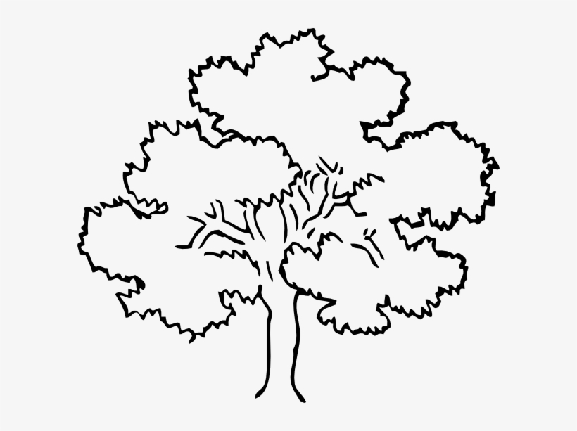 Oak Tree Clip Art At Clker Com Vector Clip Art Online - Rainforest Tree  Coloring Pages - Free Transparent PNG Download - PNGkey