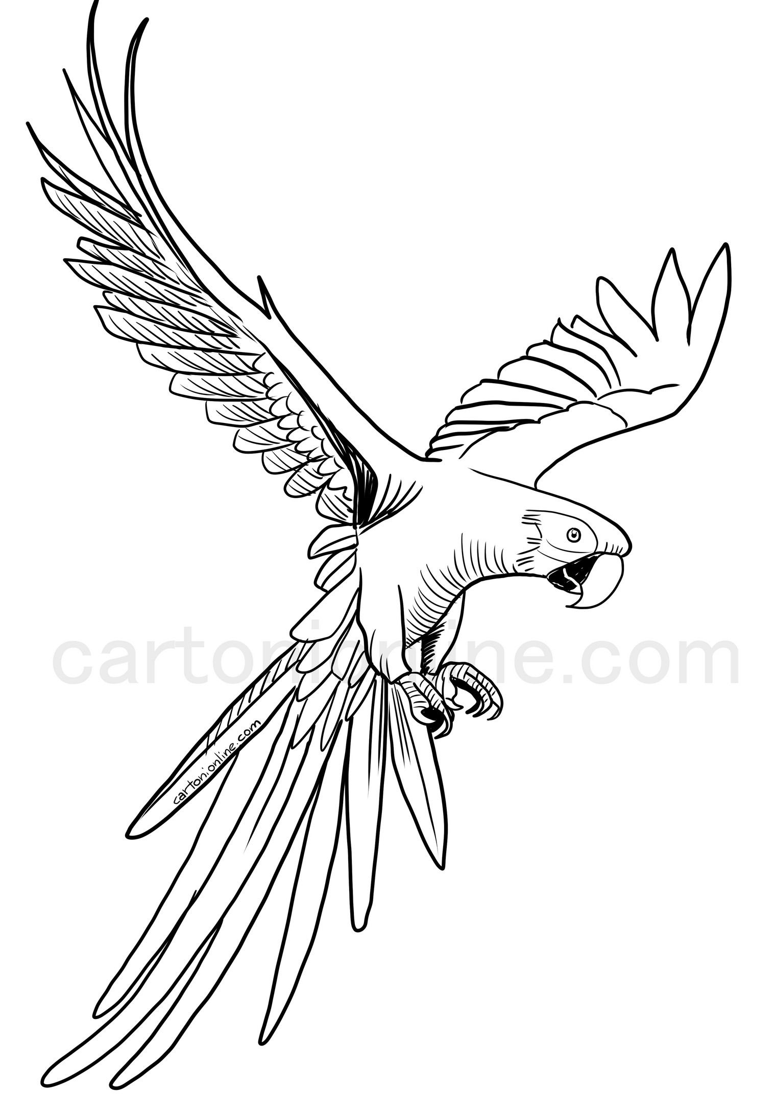 Flying macaw parrot coloring page