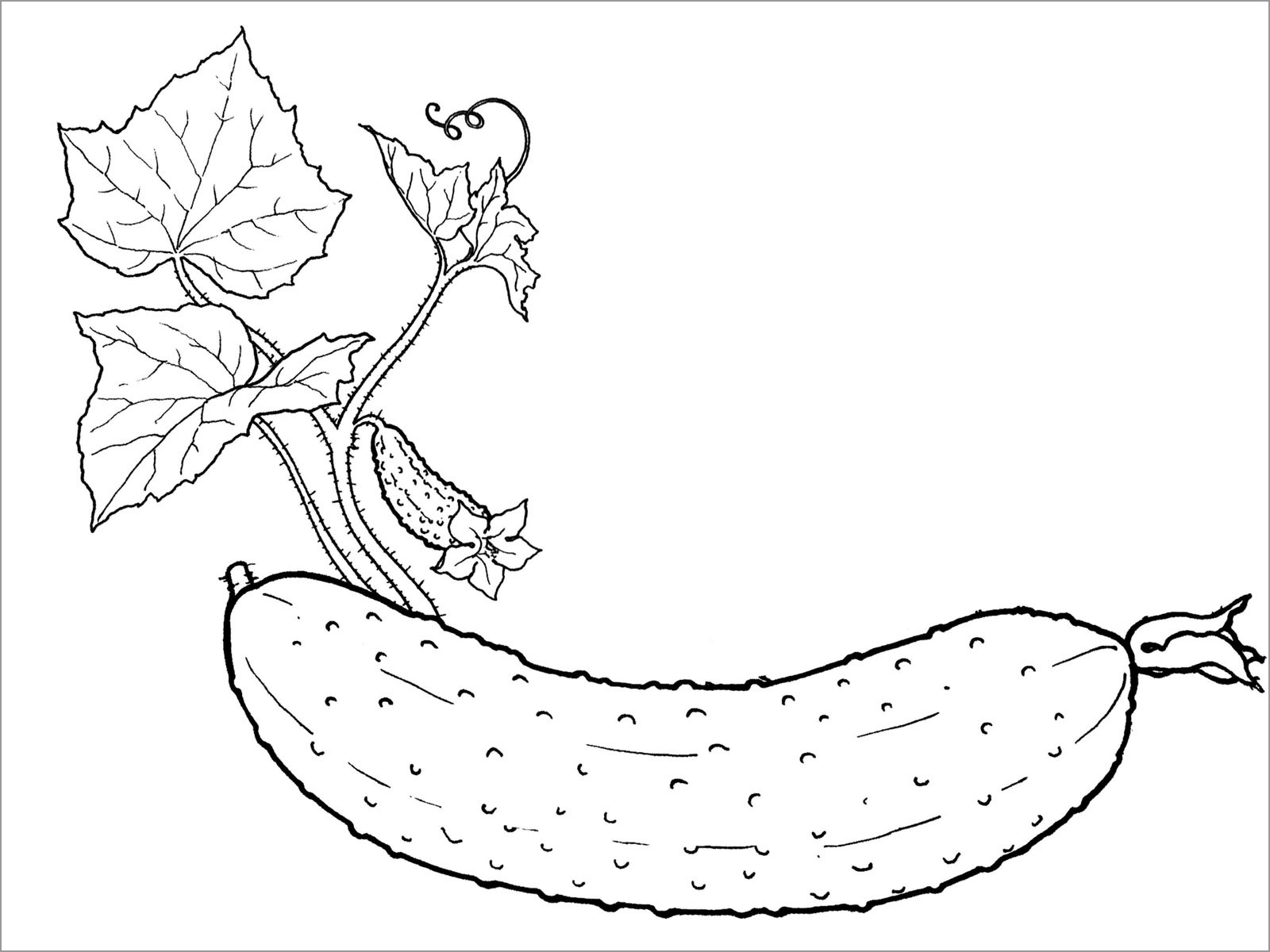 Realistic Cucumbers Coloring Page - ColoringBay