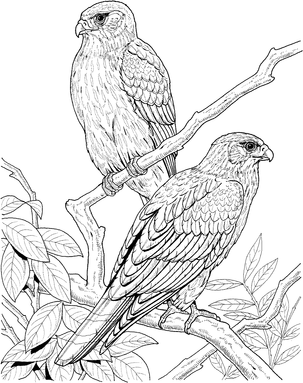 Printable Realistic Bird Coloring Pages - High Quality Coloring Pages