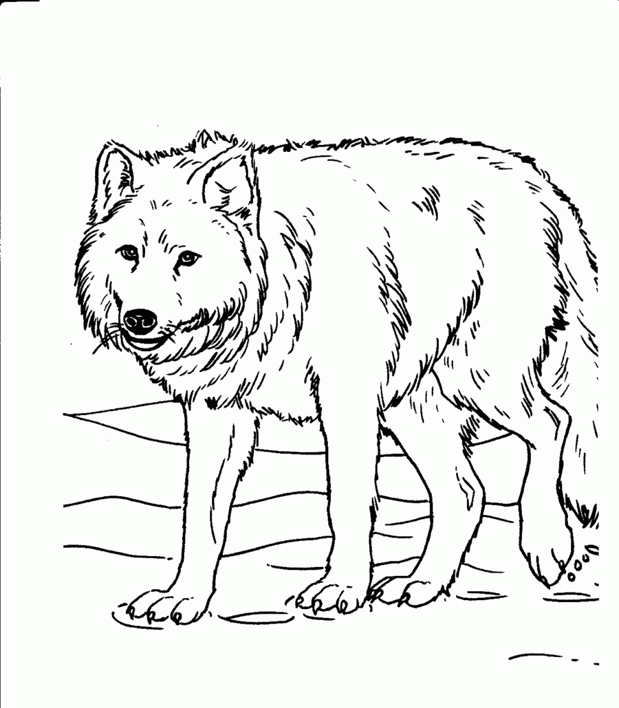Wolves Coloring Pages Print | Animal Coloring pages of ...