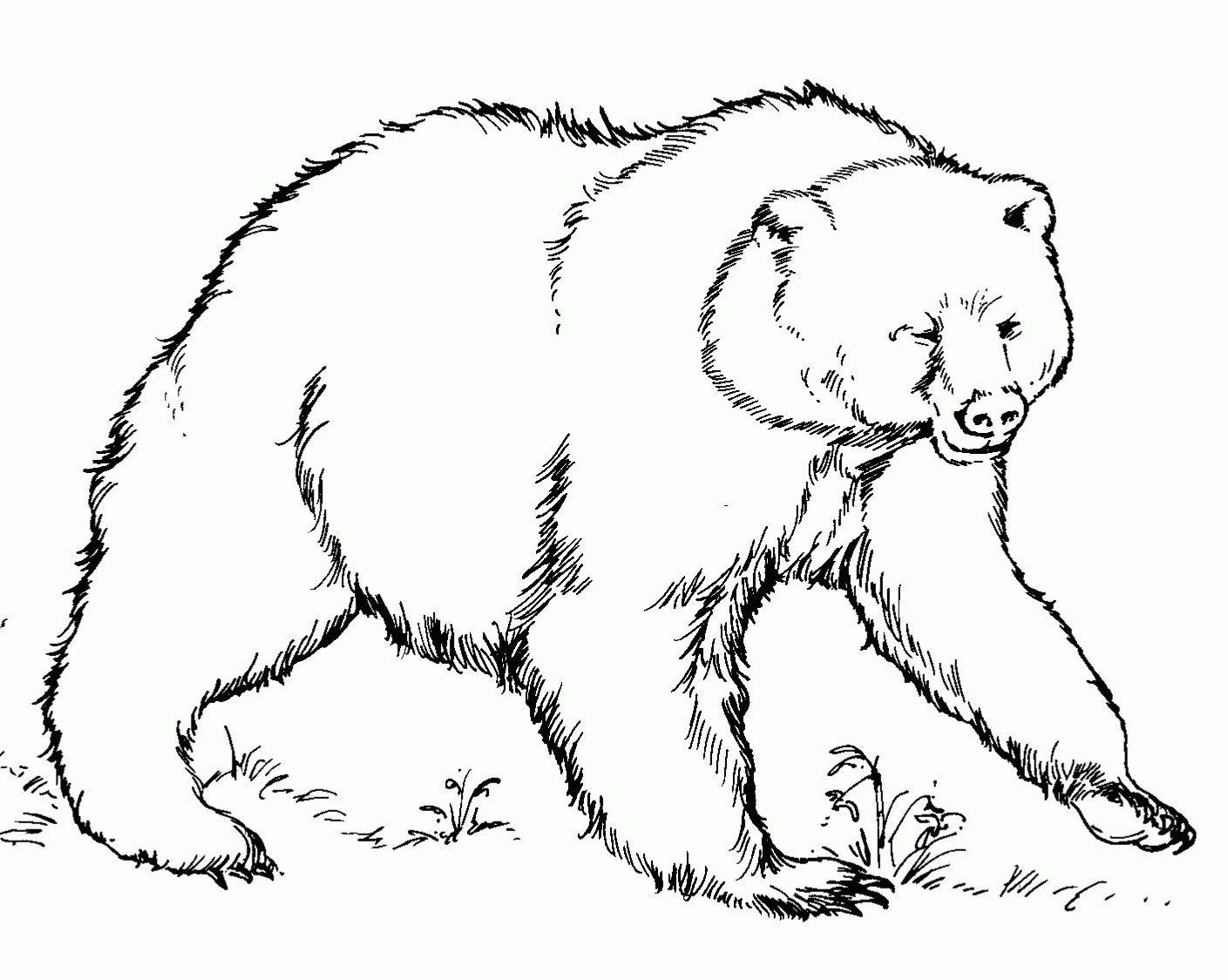 Bear Coloring Pages To Print Out Bear Coloring Pages Bear Coloring ...