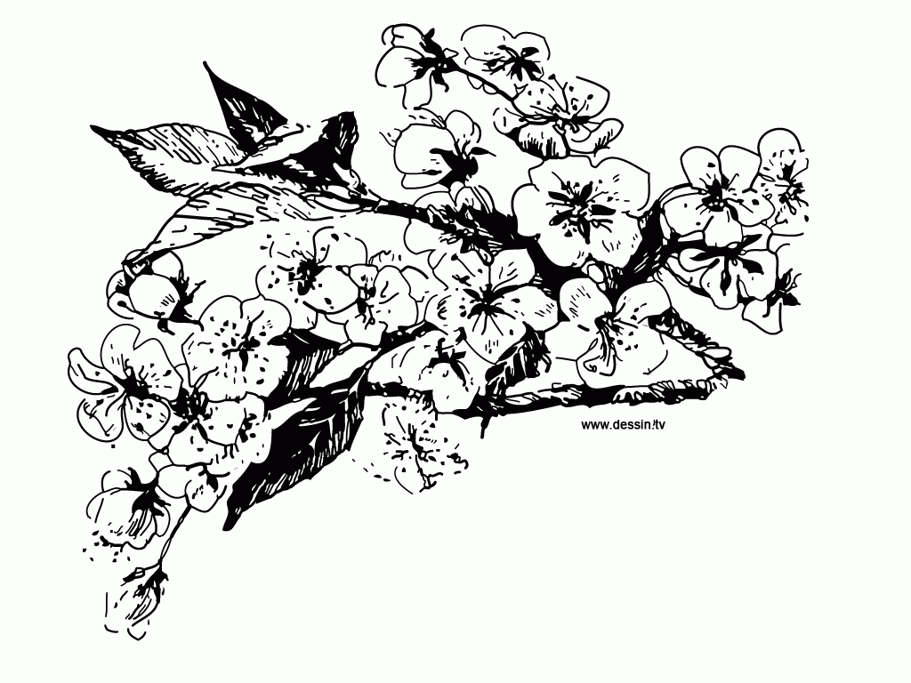 Coloring Pages Cherry Blossom Tattoo for Pinterest