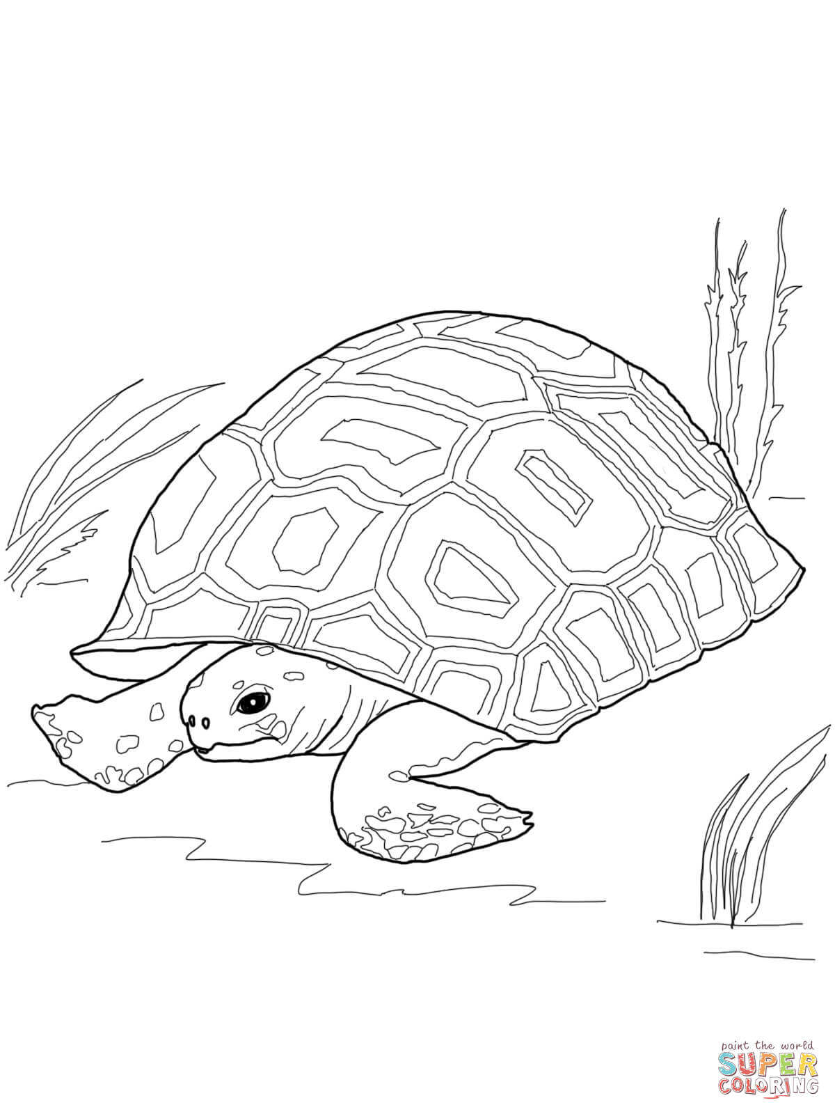 Gopher Tortoise coloring page | Free Printable Coloring Pages