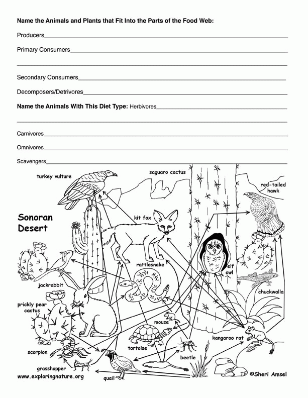 Food Web Coloring Pages - Coloring Home