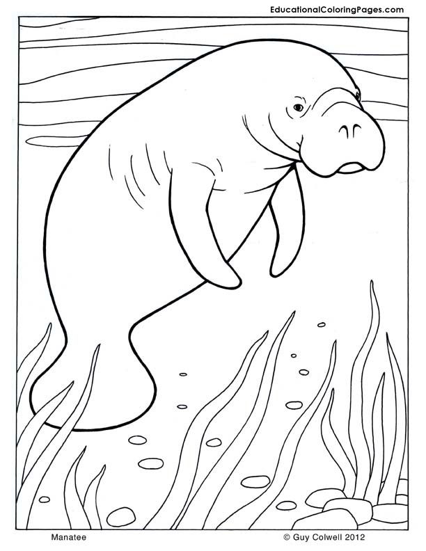 seal coloring | Animal Coloring Pages for Kids
