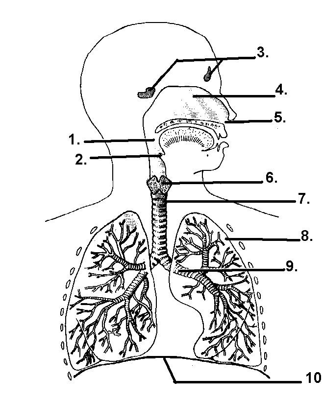 The Respiratory System: An Interactive Activity | Respiratory ...