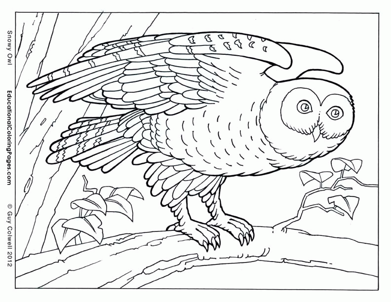 Pleasant Realistic Animal Coloring Pages And Realistic Coloring ...