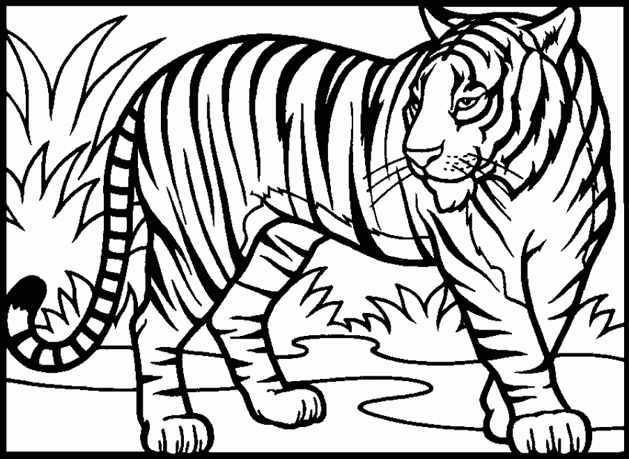 Kindergarten Tiger Coloring Pages, Paraphrasing Coloring Pages Of ...
