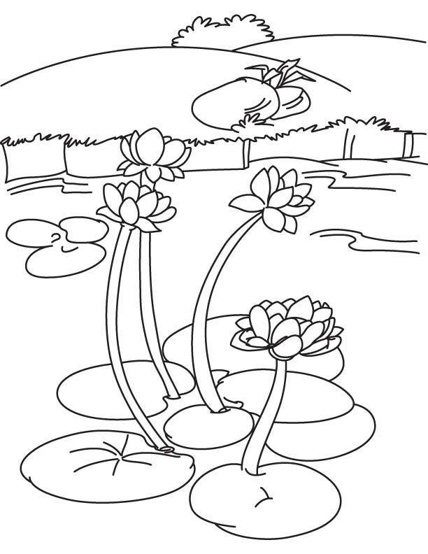 Water lily in lake coloring page | Download Free Water lily in lake coloring  page for kids | Best Coloring Pages