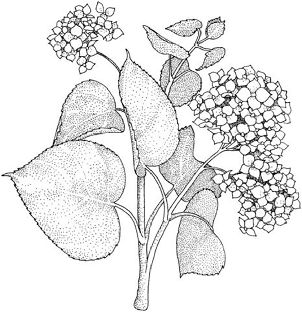 Hydrangea Coloring Pages - Best Coloring Pages For Kids - Coloring Home