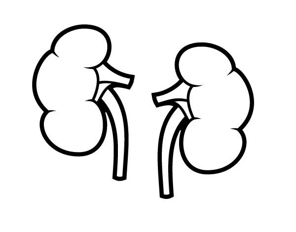 Kidneys coloring page - Coloringcrew.com