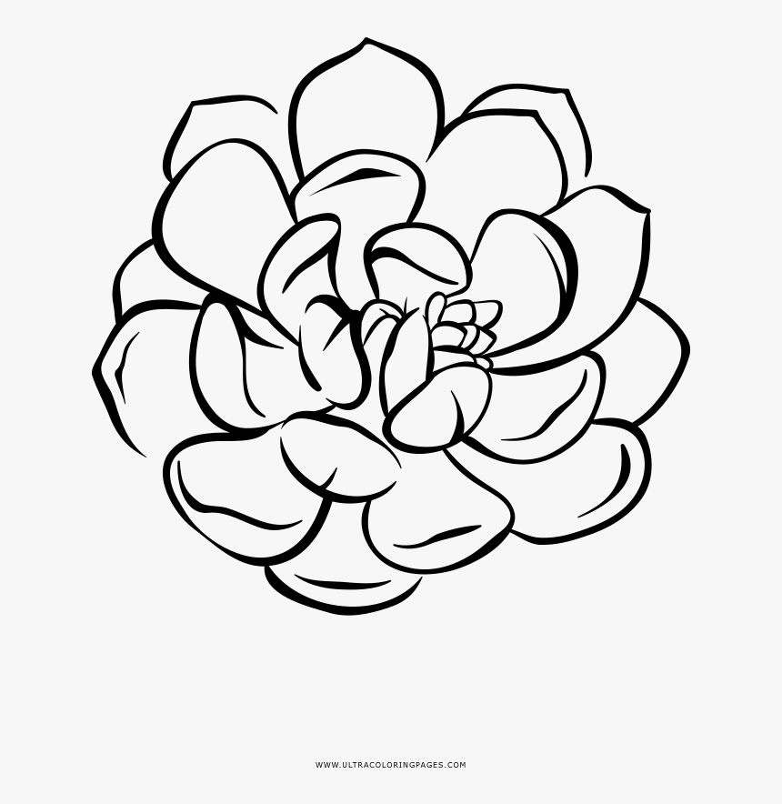 Succulent Coloring Page - Succulent Drawing With No Background, HD Png  Download - kindpng
