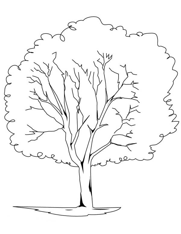 Planting Oak Tree Coloring Page : Color Luna