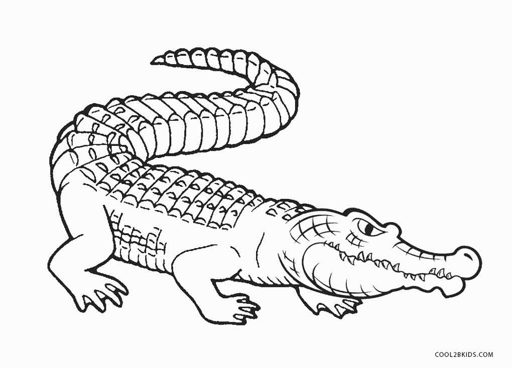 Free Printable Alligator Coloring Pages For Kids | Cool2bKids