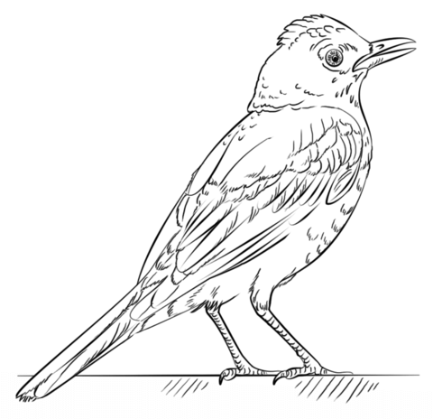 Red Robin coloring page | Free Printable Coloring Pages