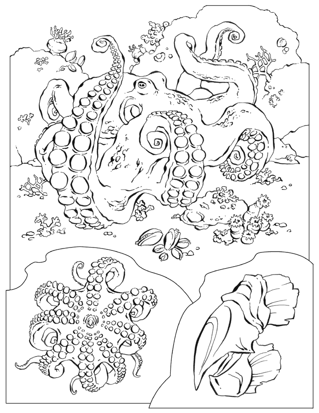 Ocean Floor Coloring Page Images & Pictures - Becuo
