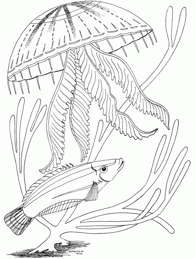 Games Ocean Coloring Pages For Adults Kids Colouring Pages 177668 