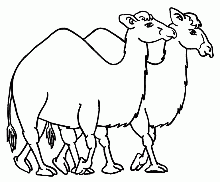 Coloring Page Camel 280000 Camel Coloring Page
